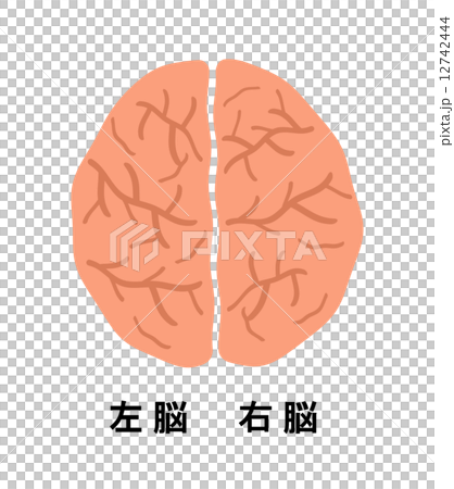 左脳と右脳 12742444