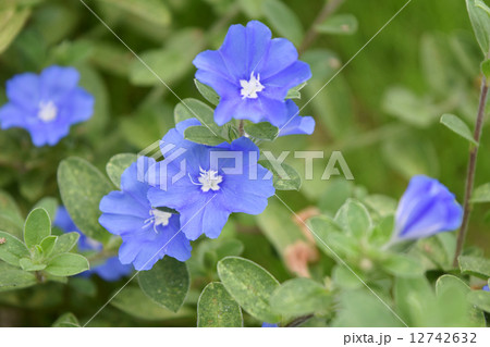 一年草　アメリカンブルー 12742632