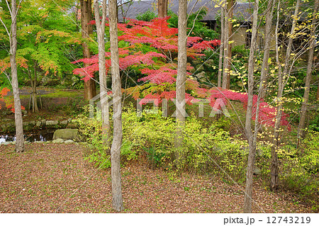 余暇村公園 日本庭園 余暇村公園 日本庭園 12743219