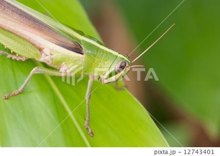 Grasshopper. 12743401