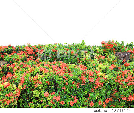 West Indian Jasmine 12743472