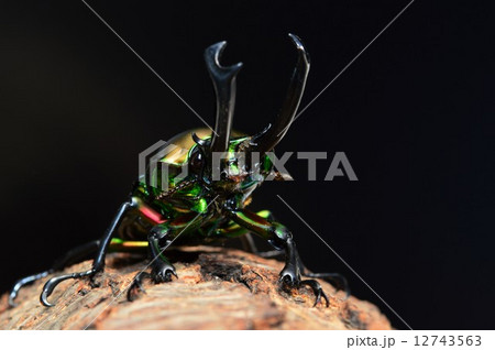 ニジイロクワガタの樹木の上で 黒バック ニジイロクワガタの樹木の上で 黒バック 12743563