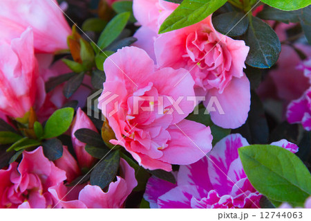 Pink flower  12744063