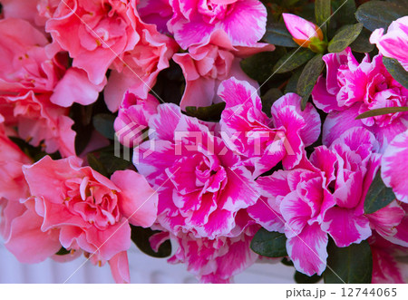 Pink flower Pink flower 12744065