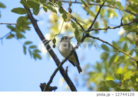 コサメビタキ 12744120