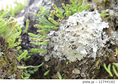 ウメノキゴケ 12744182