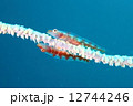 上下 12744246
