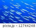 魚の流れ 12744248