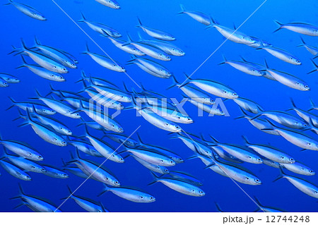 魚の流れ 魚の流れ 12744248