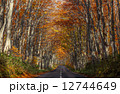 ブナ通りの秋 12744649