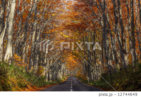 ブナ通りの秋 12744649