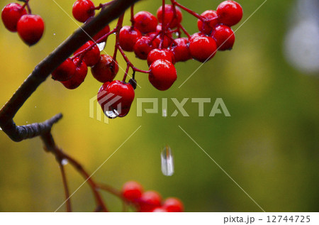ナナカマドの赤い実 ナナカマドの赤い実 12744725