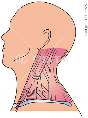 首の筋肉 首の筋肉 12744975
