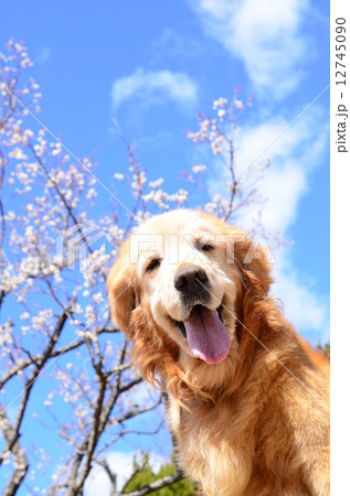 春だね～♪ 12745090