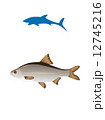 Vector fish and shark silhouette 12745216