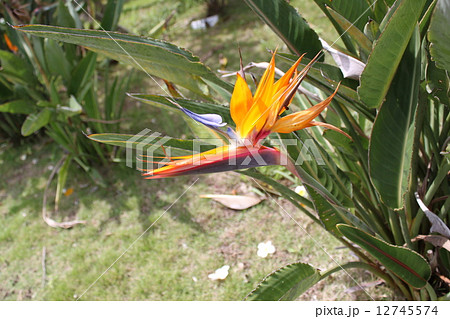 ストレリチア・レギネ（極楽鳥花） 12745574