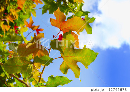 Maple leaf Maple leaf 12745678