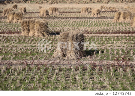 稲藁 稲藁 12745742