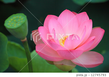 蓮1輪 蓮1輪 12745793