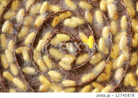 silk worms 12745878