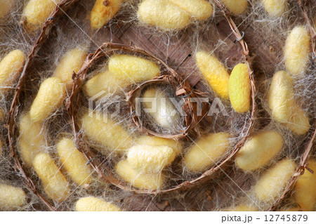 silk worms 12745879