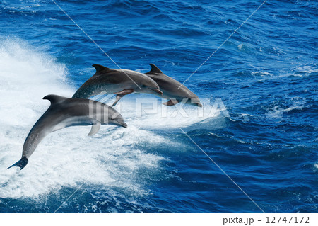 Three dolphins Three dolphins 12747172