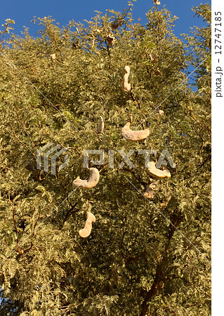 ナミブ砂漠　キャメルソーンツリーの豆 12747185