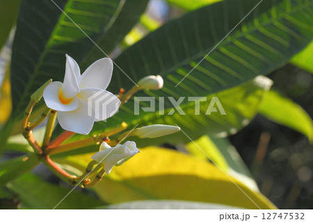 インドソケイの花 12747532