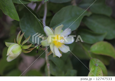 ビヨウモクキリンの花 12747533