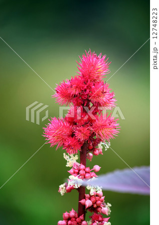 トウゴマ トウゴマ 12748223