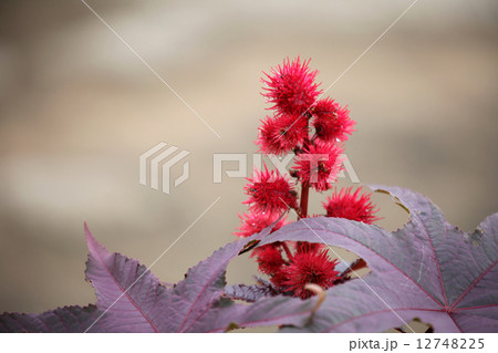 トウゴマ トウゴマ 12748225