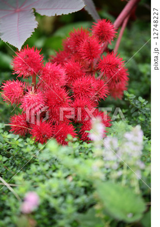 トウゴマ 12748227