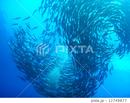 ギンガメアジの魚群04 12749877