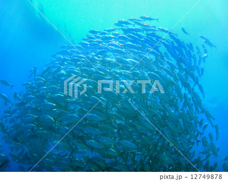 ギンガメアジの魚群05 12749878