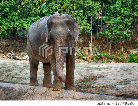 Elephant Elephant 12749936