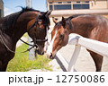 内緒話 12750086