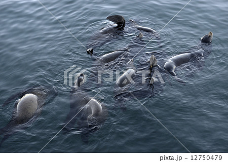 カリフォルニアアシカ カリフォルニアアシカ 12750479