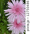 ももいろたんぽぽ 12750486