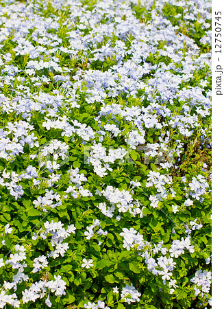 Field of mauve flowers in summer. 12750745
