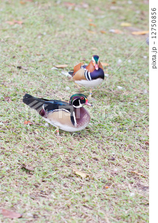 Wood duck (Aix sponsa) on the ground. Wood duck (Aix sponsa) on the ground. 12750856