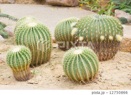 Golden ball cactus. Golden ball cactus. 12750866