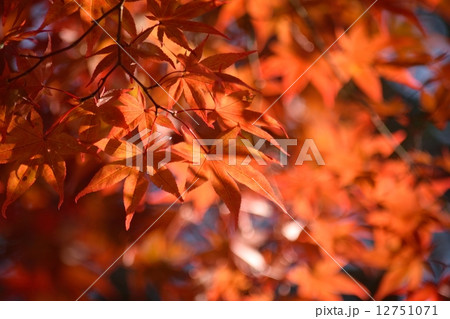 紅葉するモミジのクローズアップ 紅葉するモミジのクローズアップ 12751071