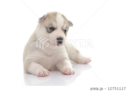 Cute siberian husky on white background 12751117