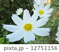 コスモス 12751156