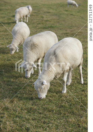 羊 12751349