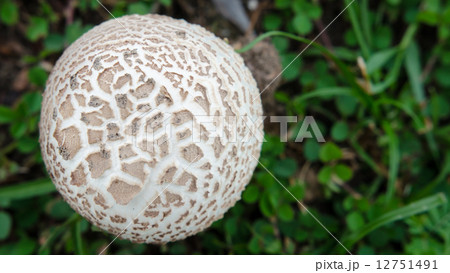 Top view  of white mushroom 12751491