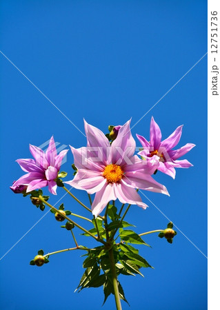 皇帝ダリア 12751736