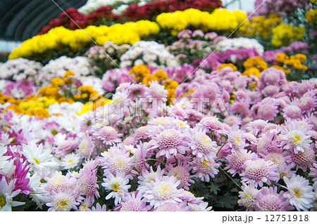 菊の花　菊祭り　（北見市）　 12751918