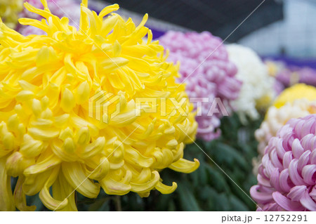 菊の花　菊祭り　（北見市） 12752291