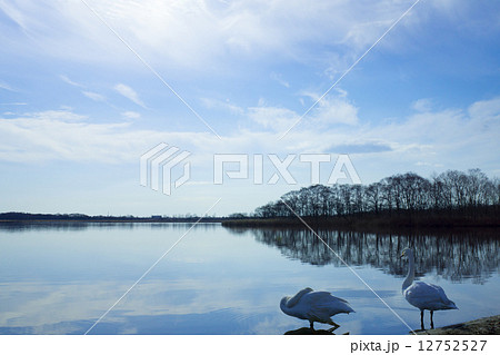 ウトナイ湖 白鳥 苫小牧市 の写真素材